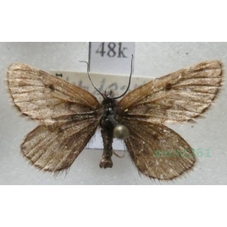 Psodos coracina (Esper, 1805) Finland48k